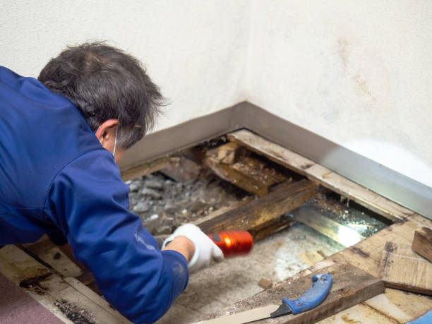 Best Black Mold Removal  in Bennington, NE