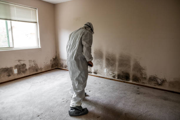 Best Local Mold Removal Service  in Bennington, NE